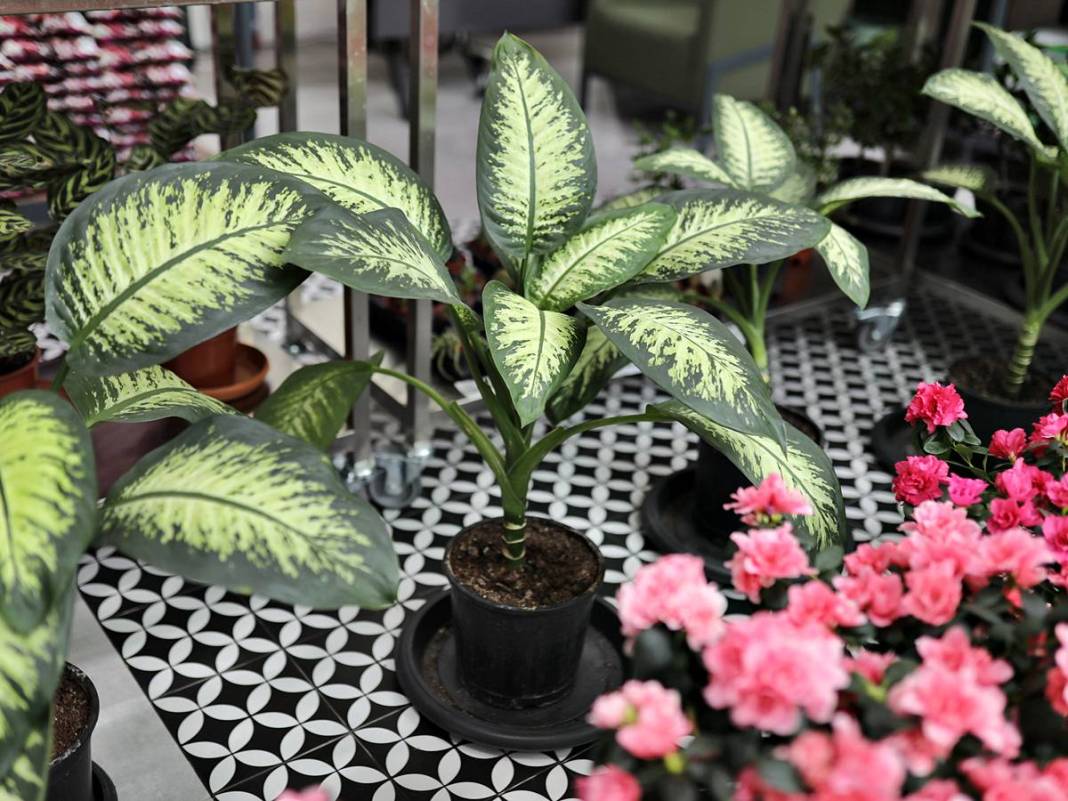 Etimesgut'ta çiçekler yeniden açıyor! Çiçek Hastanesi tam not aldı 5